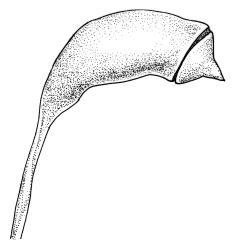 Drepanocladus brachiatus secund form, capsule. Drawn from T. Kirk, s.n., CHR 585864.
 Image: R.C. Wagstaff © Landcare Research 2014 